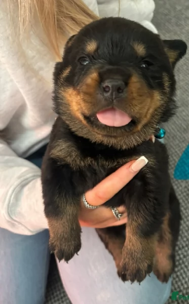 adorabili cuccioli di Rottweiler per adozione | Foto 1