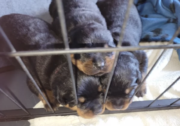 adorabili cuccioli di Rottweiler per adozione