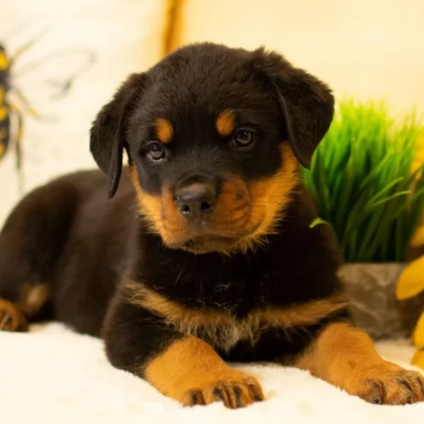 adorabili cuccioli di Rottweiler per adozione