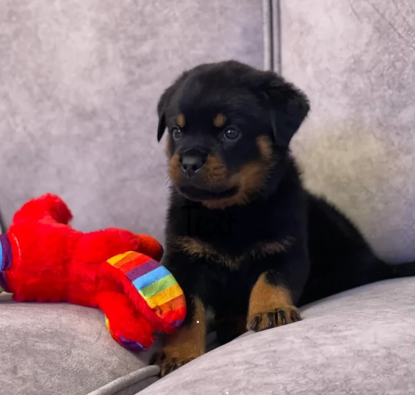 adorabili cuccioli di Rottweiler per adozione | Foto 0