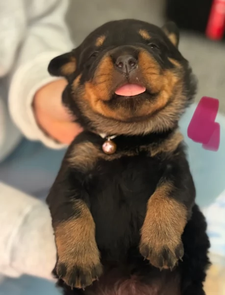 adorabili cuccioli di Rottweiler per adozione | Foto 6
