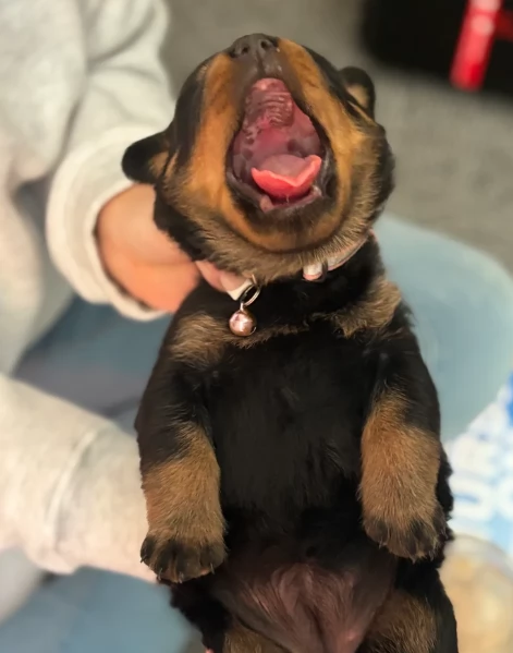 adorabili cuccioli di Rottweiler per adozione | Foto 2