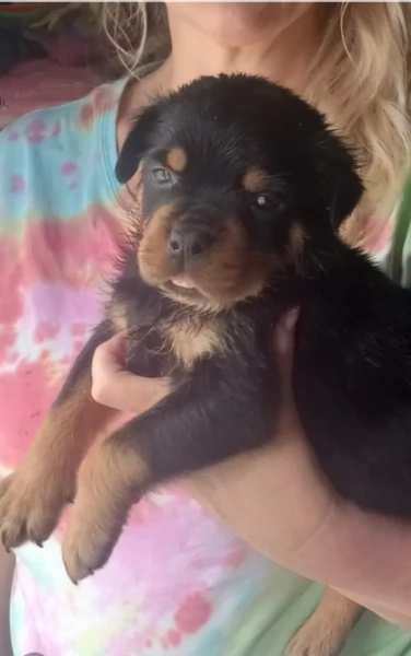 adorabili cuccioli di Rottweiler per adozione | Foto 4