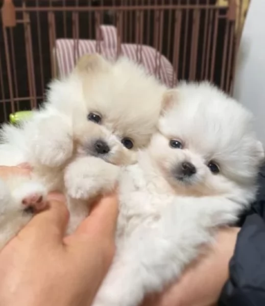 deliziosi cuccioli di toy pomerania per adozione | Foto 0