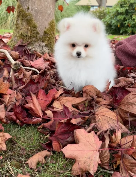 deliziosi cuccioli di toy pomerania per adozione | Foto 5