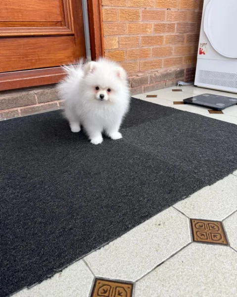 deliziosi cuccioli di toy pomerania per adozione | Foto 3