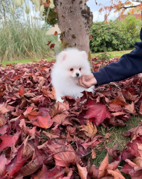 deliziosi cuccioli di toy pomerania per adozione | Foto 1