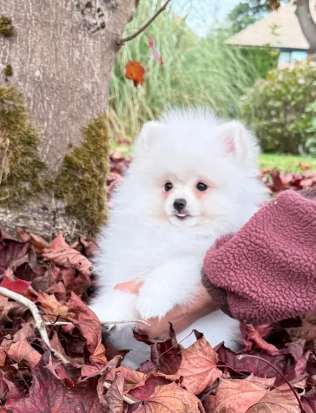 deliziosi cuccioli di toy pomerania per adozione | Foto 0