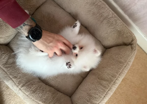 deliziosi cuccioli di toy pomerania per adozione | Foto 1