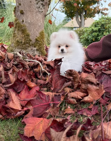 deliziosi cuccioli di toy pomerania per adozione