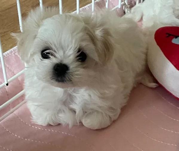 deliziosi cuccioli di toy maltese per adozione | Foto 2