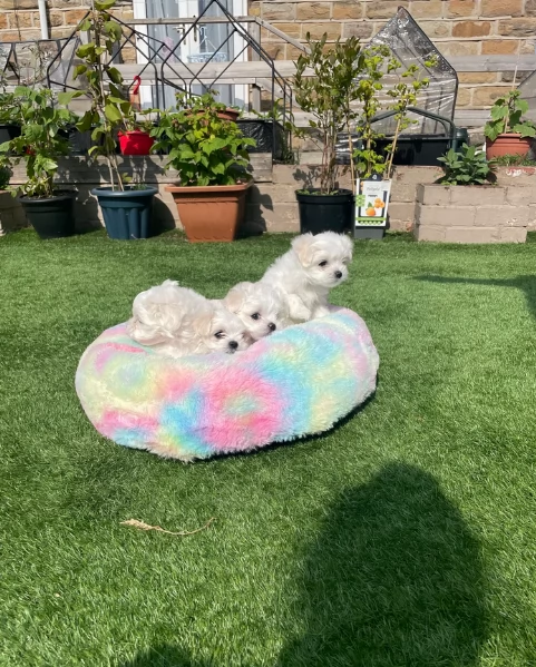 deliziosi cuccioli di toy maltese per adozione | Foto 1