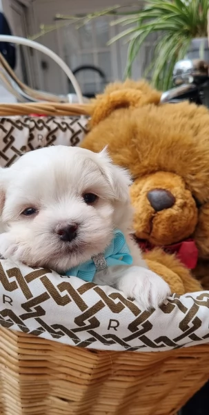 deliziosi cuccioli di toy maltese per adozione | Foto 0