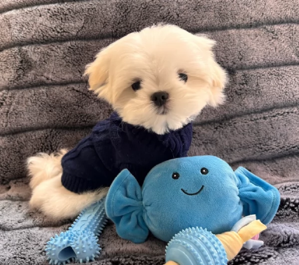 deliziosi cuccioli di toy maltese per adozione | Foto 3