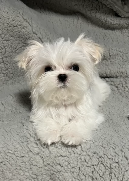 deliziosi cuccioli di toy maltese per adozione