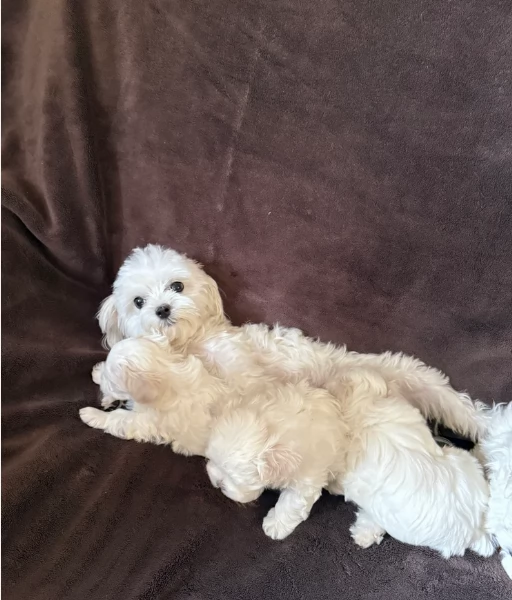deliziosi cuccioli di toy maltese per adozione | Foto 2