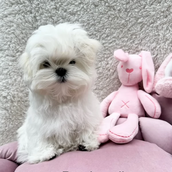deliziosi cuccioli di toy maltese per adozione | Foto 3