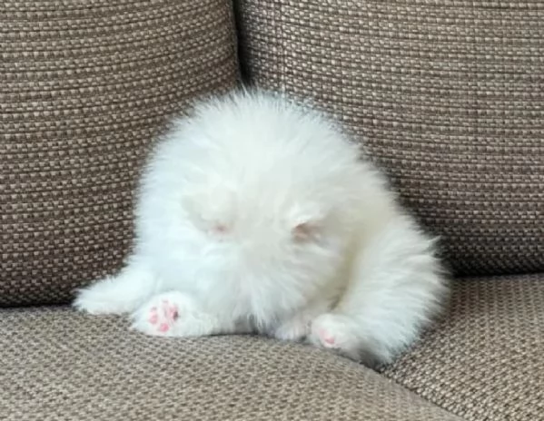 Preziosi cuccioli di Pomerania in adozione | Foto 0
