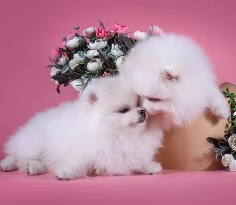 Preziosi cuccioli di Pomerania in adozione | Foto 4