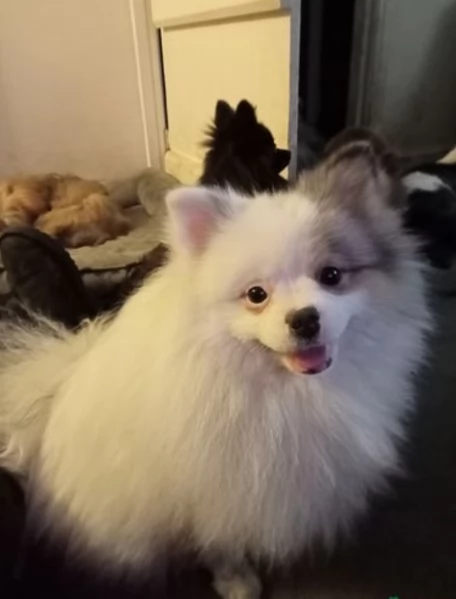 Preziosi cuccioli di Pomerania in adozione