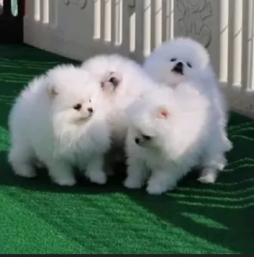 Preziosi cuccioli di Pomerania in adozione