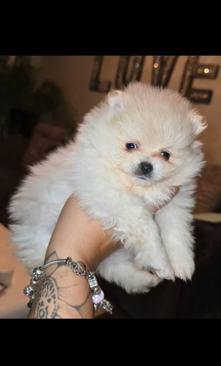 Preziosi cuccioli di Pomerania in adozione | Foto 5