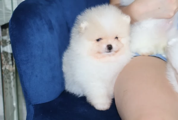 Preziosi cuccioli di Pomerania in adozione