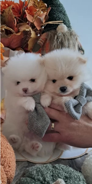 Preziosi cuccioli di Pomerania in adozione | Foto 1