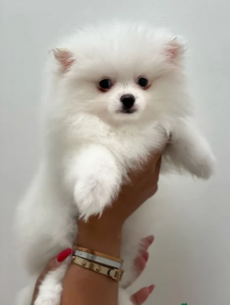 Preziosi cuccioli di Pomerania in adozione | Foto 3