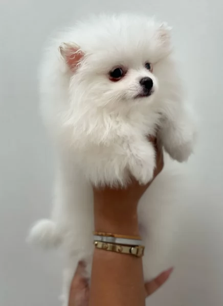 Preziosi cuccioli di Pomerania in adozione | Foto 0