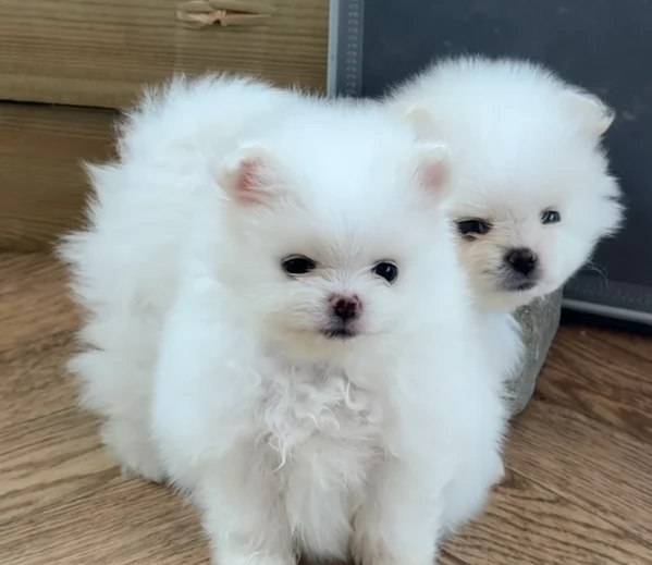 Preziosi cuccioli di Pomerania in adozione | Foto 4