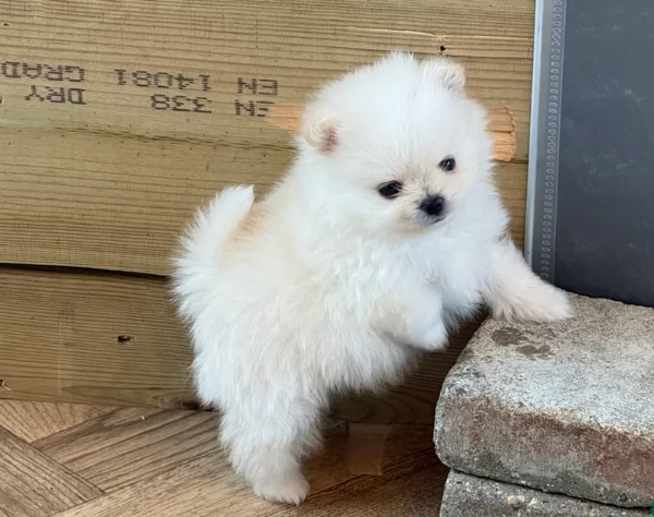 Preziosi cuccioli di Pomerania in adozione | Foto 0
