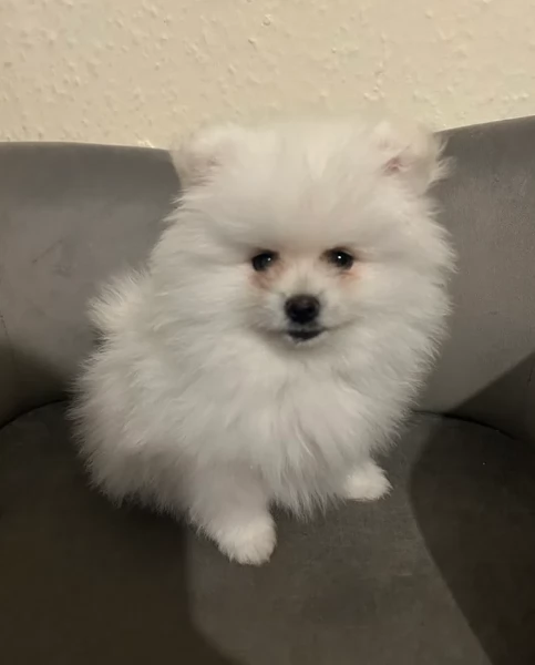 Preziosi cuccioli di Pomerania in adozione