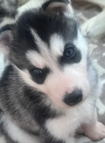deliziosi cuccioli di Husky per adozione | Foto 2