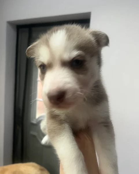 deliziosi cuccioli di Husky per adozione | Foto 0