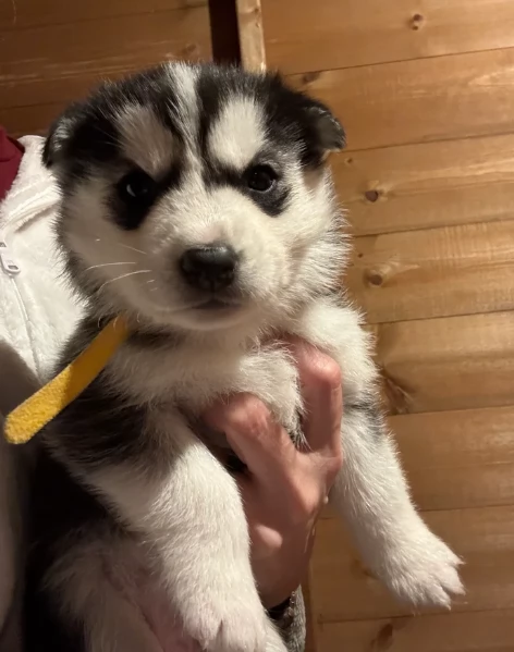 deliziosi cuccioli di Husky per adozione | Foto 6