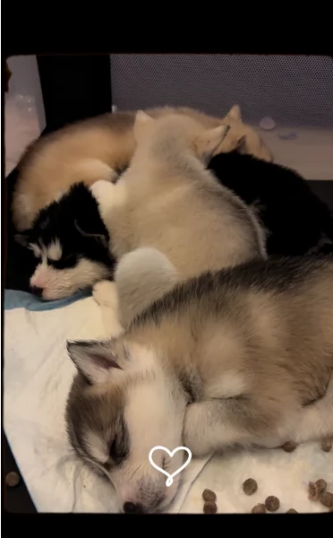 deliziosi cuccioli di Husky per adozione | Foto 5