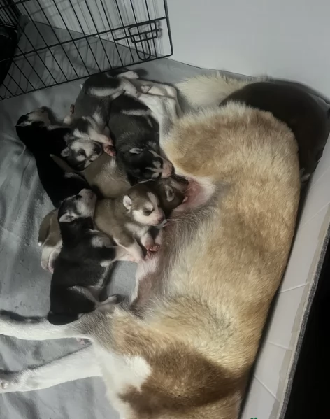 deliziosi cuccioli di Husky per adozione | Foto 4