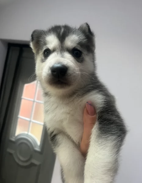 deliziosi cuccioli di Husky per adozione | Foto 2
