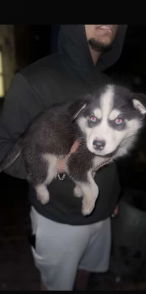 deliziosi cuccioli di Husky per adozione