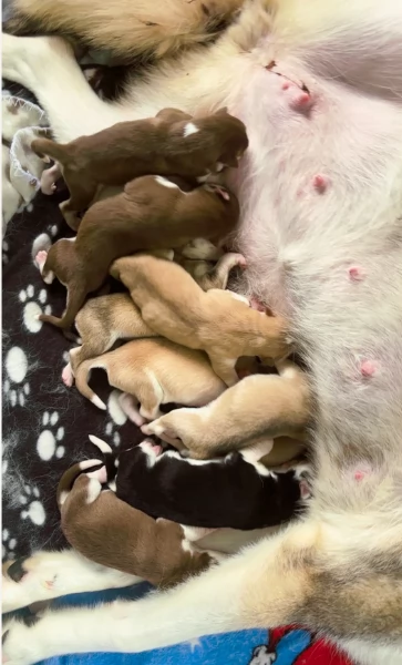 deliziosi cuccioli di Husky per adozione | Foto 6