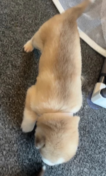 deliziosi cuccioli di Husky per adozione | Foto 0