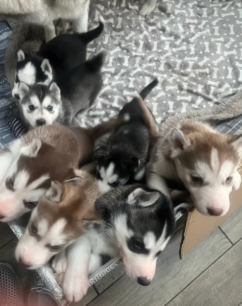 deliziosi cuccioli di Husky per adozione | Foto 3