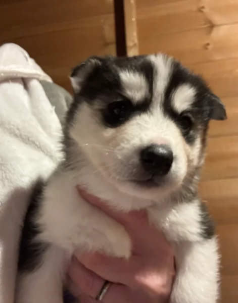 deliziosi cuccioli di Husky per adozione | Foto 0