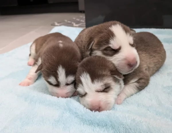 deliziosi cuccioli di Husky per adozione | Foto 5
