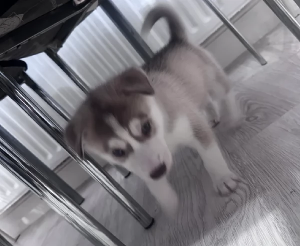 deliziosi cuccioli di Husky per adozione | Foto 3