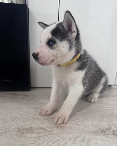 deliziosi cuccioli di Husky per adozione | Foto 2