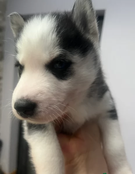 deliziosi cuccioli di Husky per adozione | Foto 2
