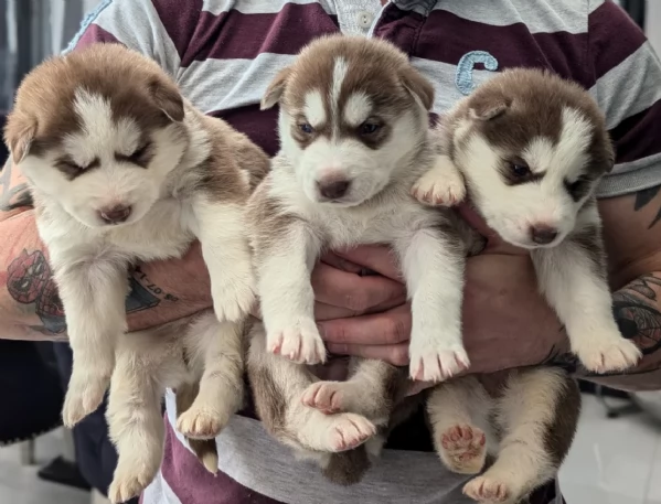 deliziosi cuccioli di Husky per adozione | Foto 6