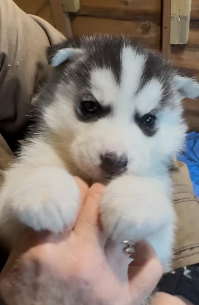 deliziosi cuccioli di Husky per adozione | Foto 5